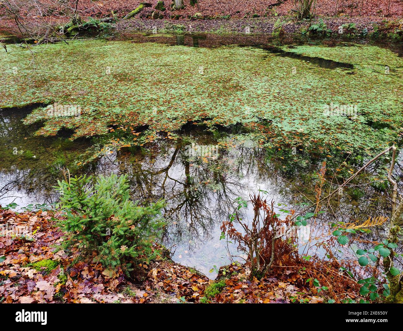 Hutewald nel parco naturale Solling-Vogler in autunno, Nienover, bassa Sassonia, Germania, Europa Foto Stock