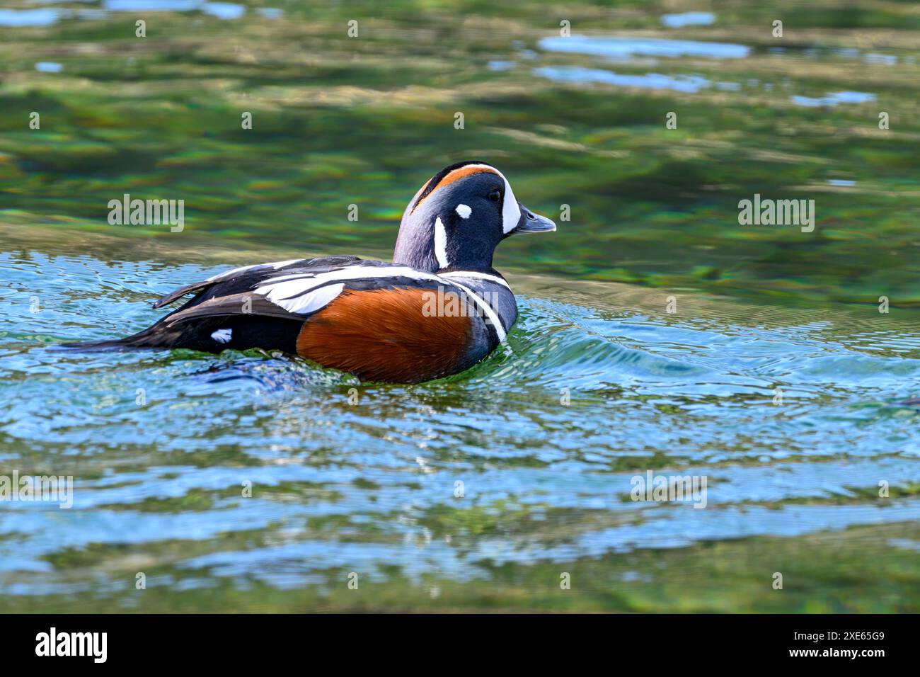 Anatra di Harlequin (Histrionicus histrionicus, maschio) da Hestfjordur, Westfjords, Islanda a maggio. Foto Stock