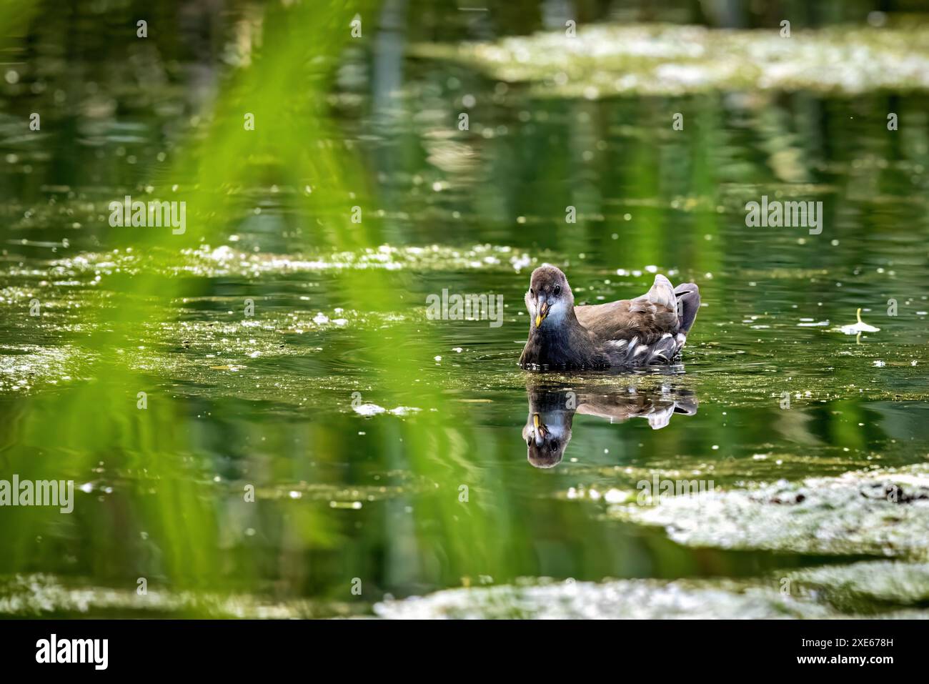 Una gallina in uno stagno Foto Stock