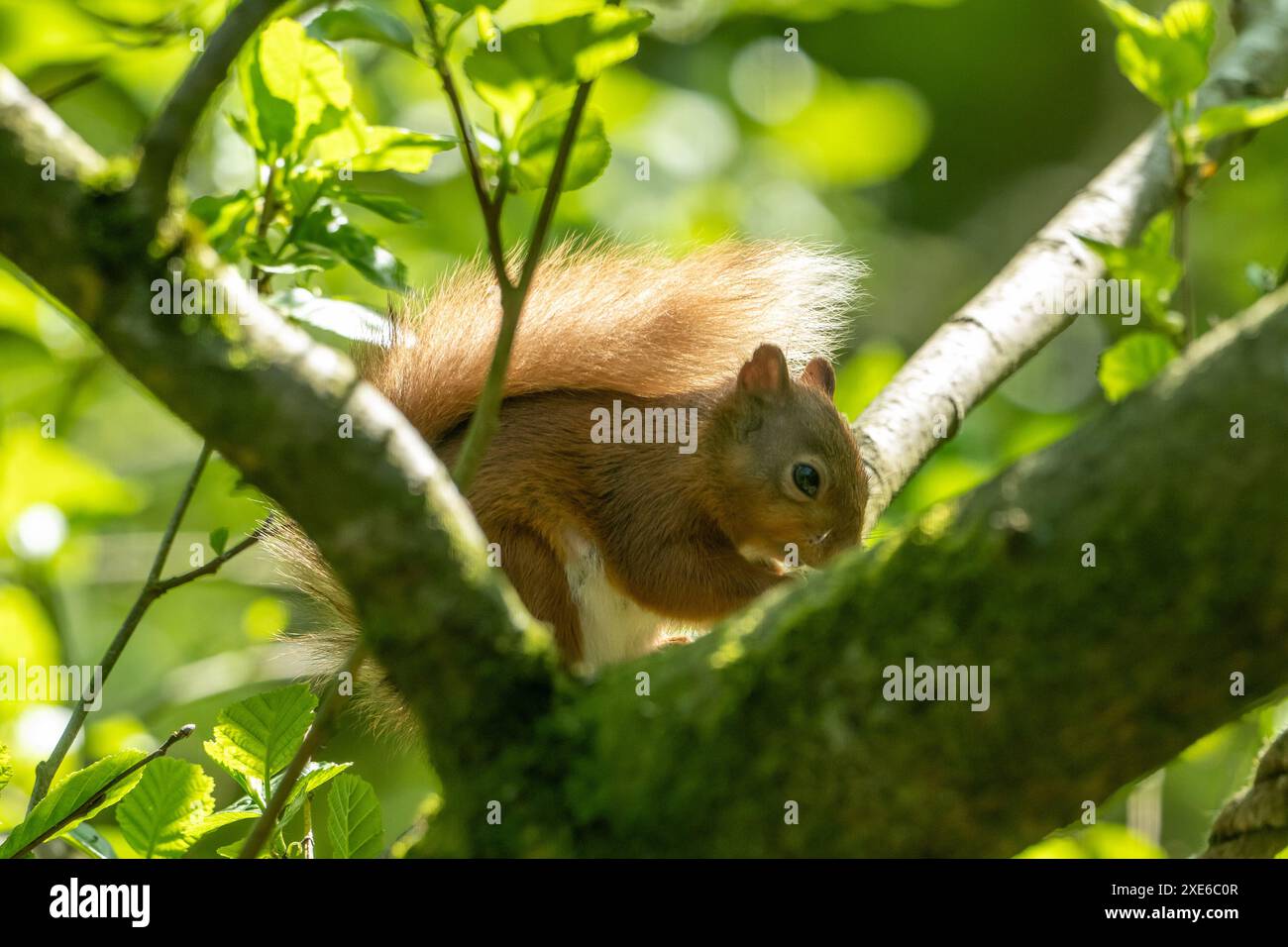 Scoiattolo rosso che si nutre tra i rami. Foto Stock