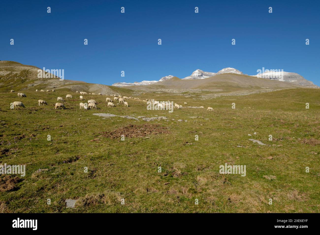 RebaÃ±o de ovejas en los pastos de plano Tripals Foto Stock