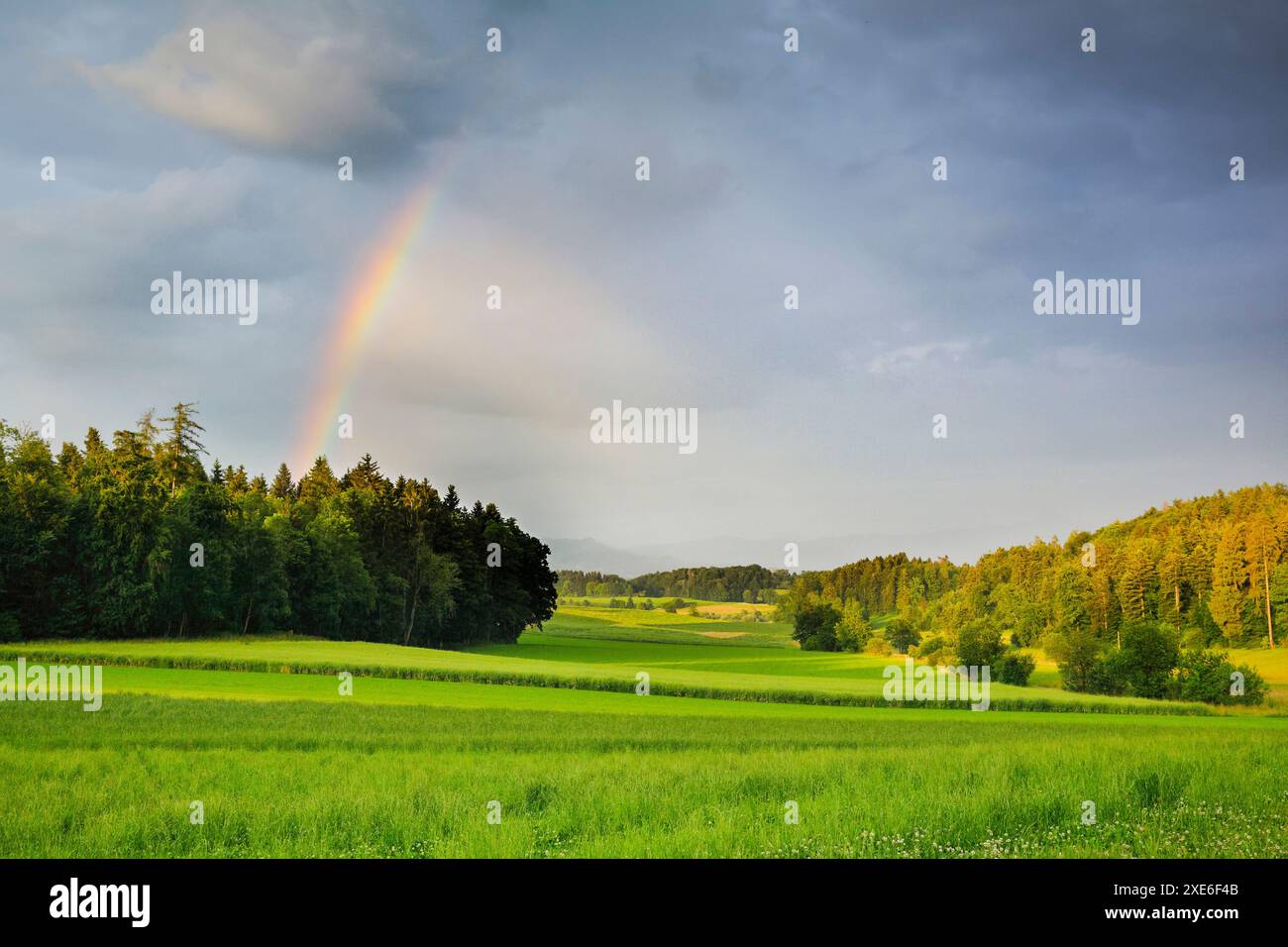 Atmosfera serale di tempeste con arcobaleno sopra una lussureggiante foresta mista. Zurigo Oberland, Zurigo, Svizzera Foto Stock