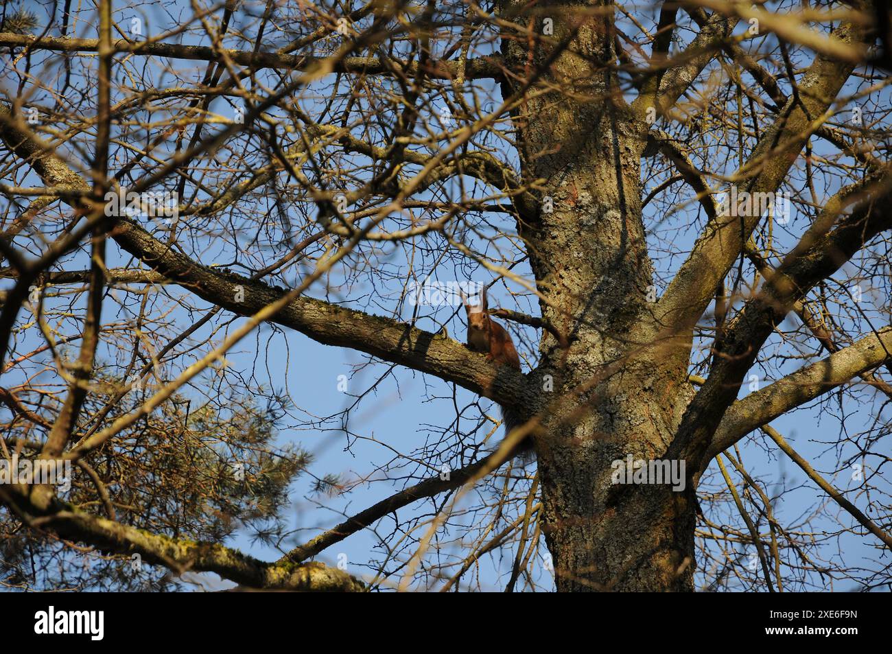 Sciurus vulgaris, Squirrel Foto Stock