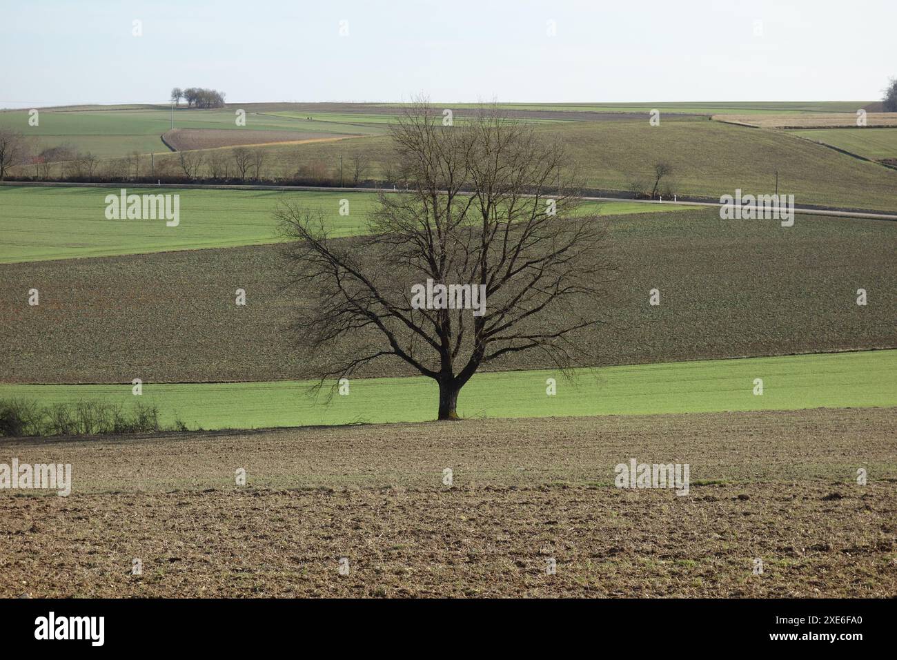 Quercus robur, quercia tedesca Foto Stock