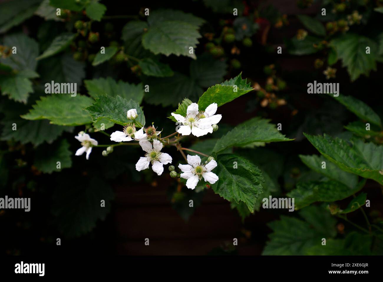 Primo piano della fioritura bianca e foglie verdi della pianta da frutto del giardino rubus fruticosus loch ness coltivata in piano contro una recinzione. Foto Stock