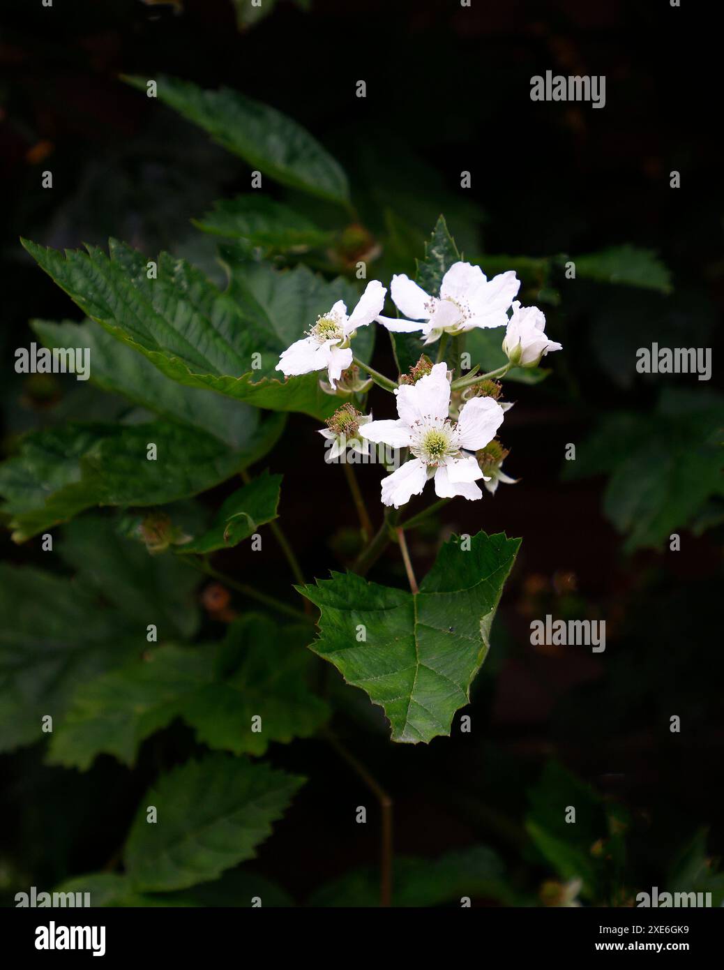 Primo piano della fioritura bianca e foglie verdi della pianta da frutto del giardino rubus fruticosus loch ness coltivata in piano contro una recinzione. Foto Stock