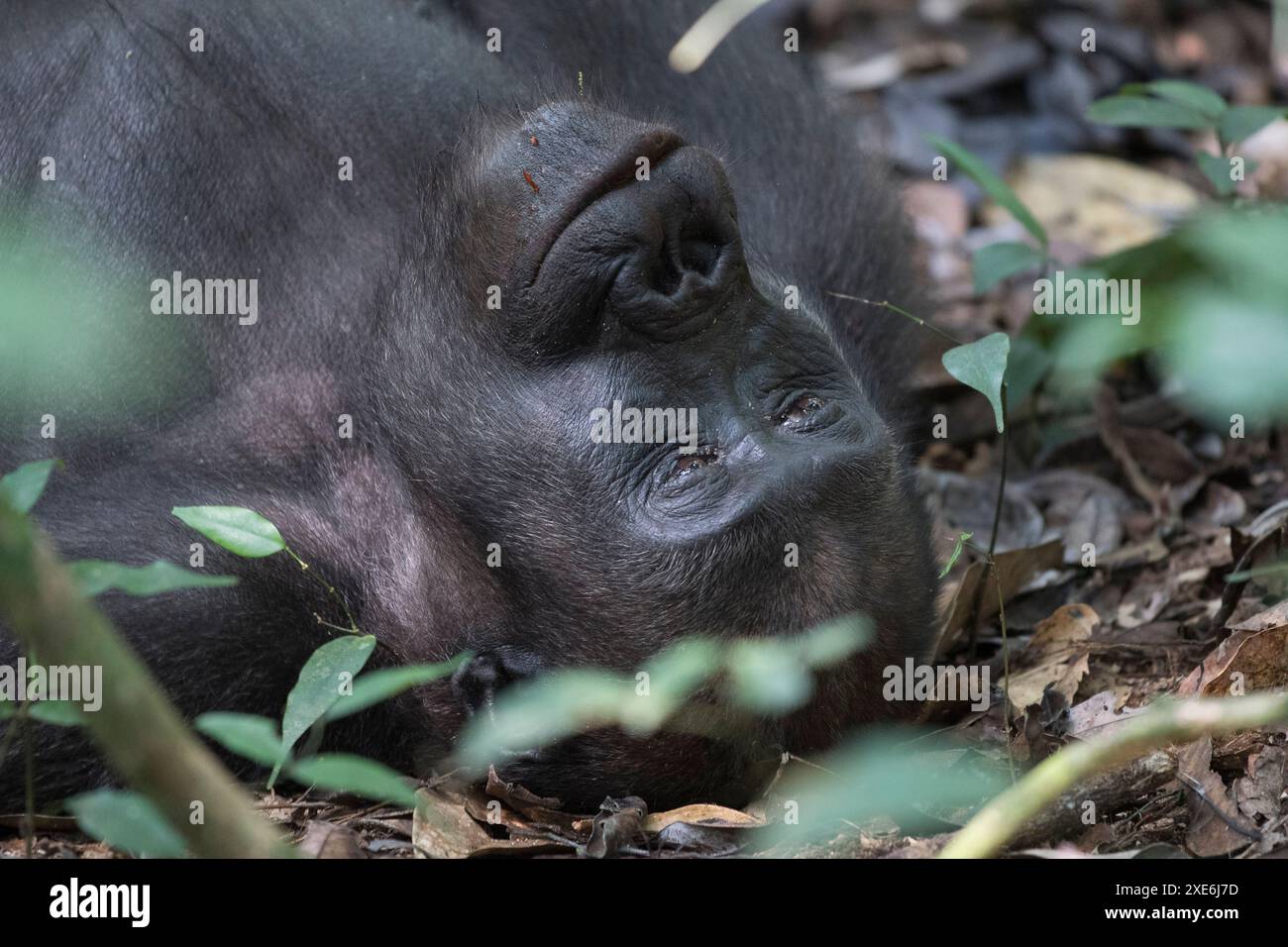 Gorilla delle Lowland occidentali (Gorilla gorilla gorilla). Maschio in natura, riposante. Dzanga Sangha Sanctuary, Repubblica Centrafricana Foto Stock