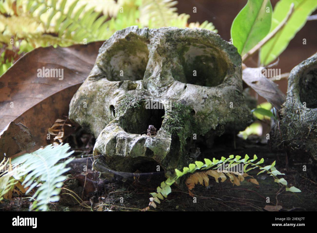 Gorilla delle Lowland occidentali (Gorilla gorilla gorilla). Cranio. Repubblica Centrafricana. Foto Stock
