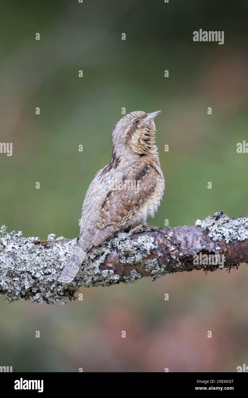 Wryneck eurasiatico (Jynx torquilla). Adulto arroccato su un ramo coperto di lichene. Germania Foto Stock