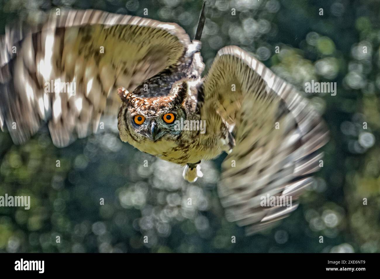 Mostra di volo African Spotted Eagle Owl Foto Stock