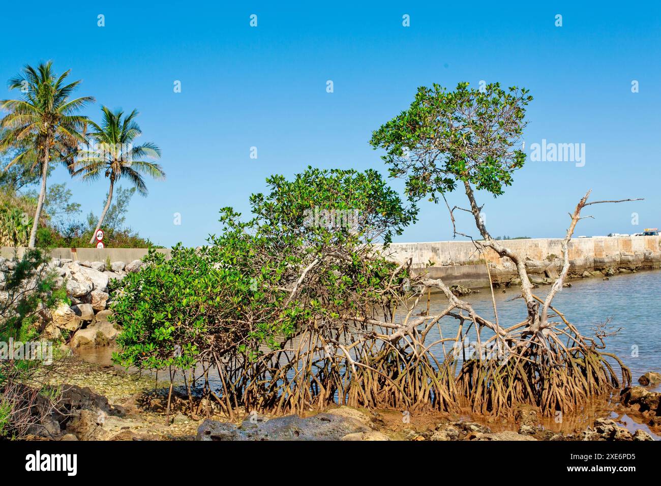 Mangrovie Trees at Blue Hole Park, Hamilton Parish, Bermuda, North Atlantic, North America Copyright: BarryxDavis 1358-382 Foto Stock