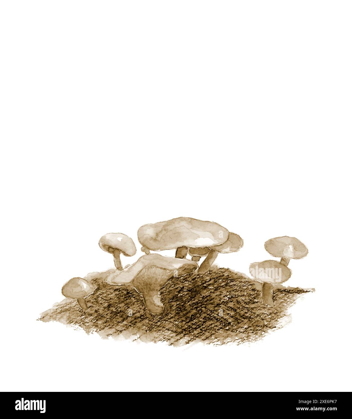 Illustrazione in tonalità seppia di funghi mirtilli selvatici dipinti con acquerelli sfondo bianco con spazio di copia Foto Stock