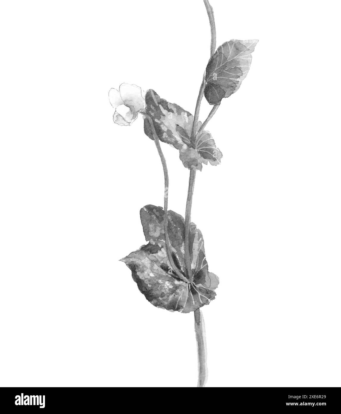 Illustrazione monotona di fiori di pisello bianchi disegnati in stile pittura a inchiostro sfondo bianco Foto Stock