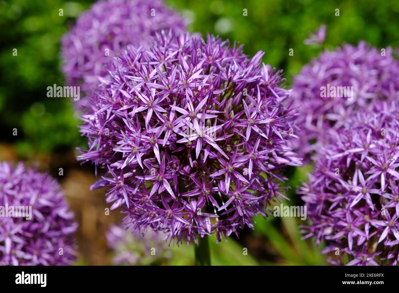 Porro ornamentale, Allium Foto Stock