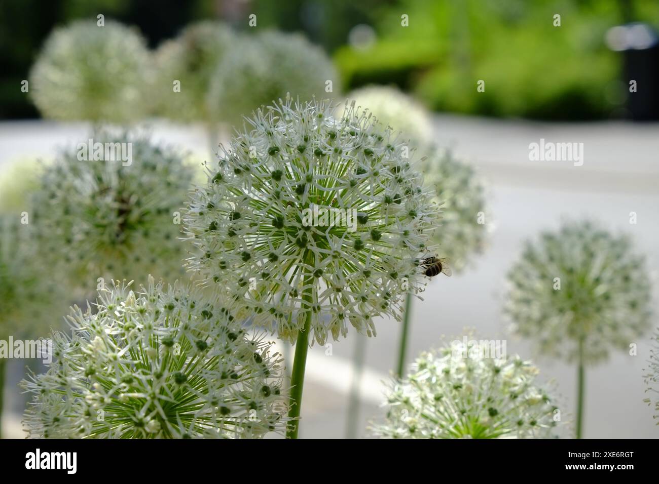 Porro ornamentale, allium Foto Stock