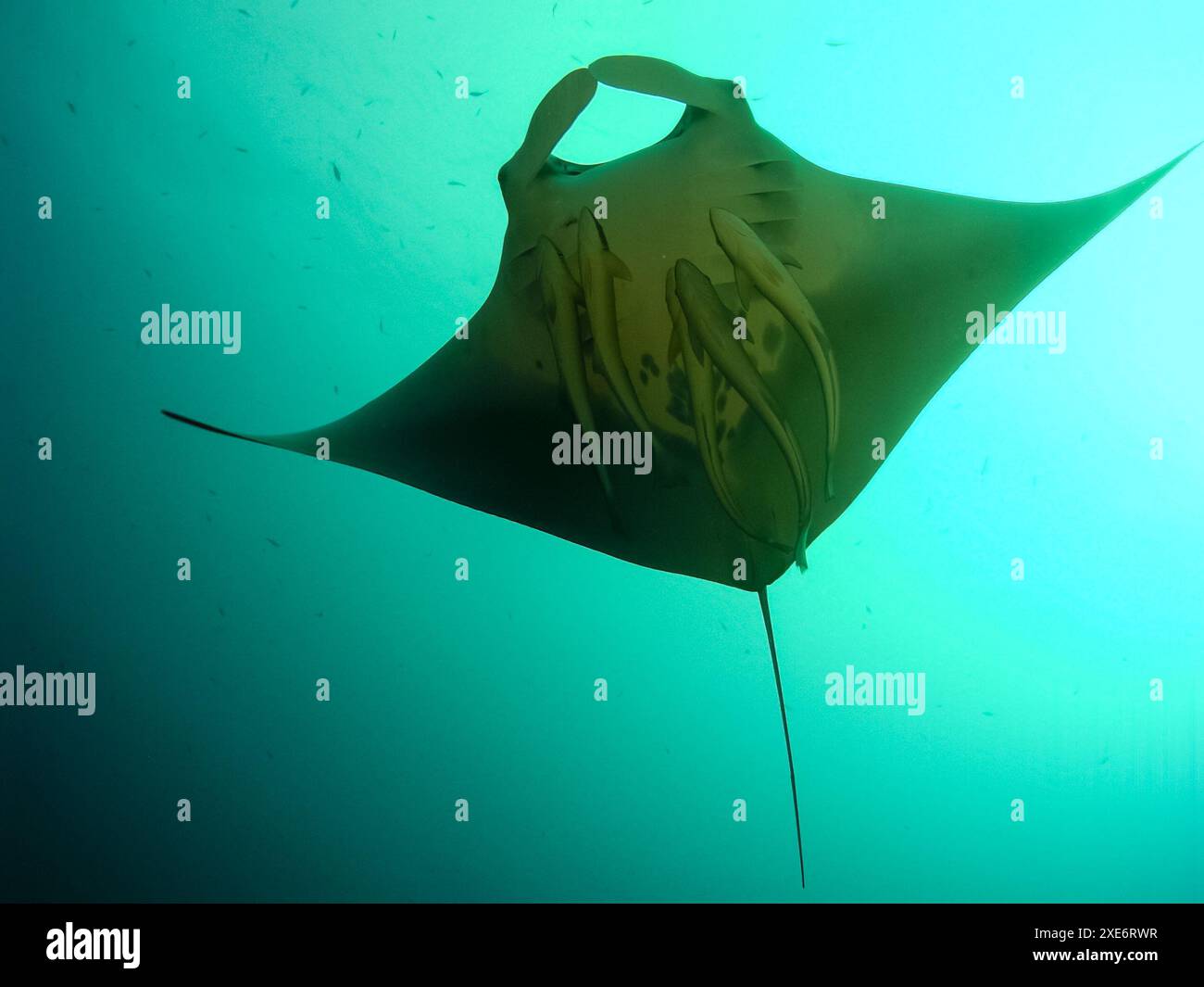 Riprese subacquee. La barriera corallina e i suoi abitanti. Foto Stock