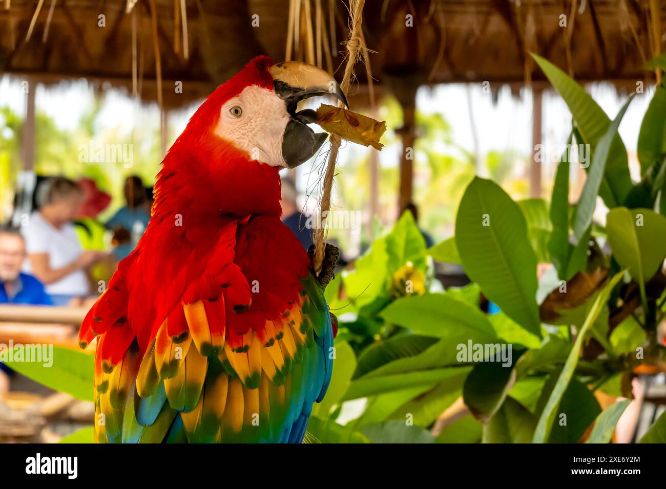 Caleidoscopio caraibico: Il vibrante pappagallo affascina i turisti, infondendo lo shopping locale con colori vivaci in una vacanza tropicale Adventu Foto Stock