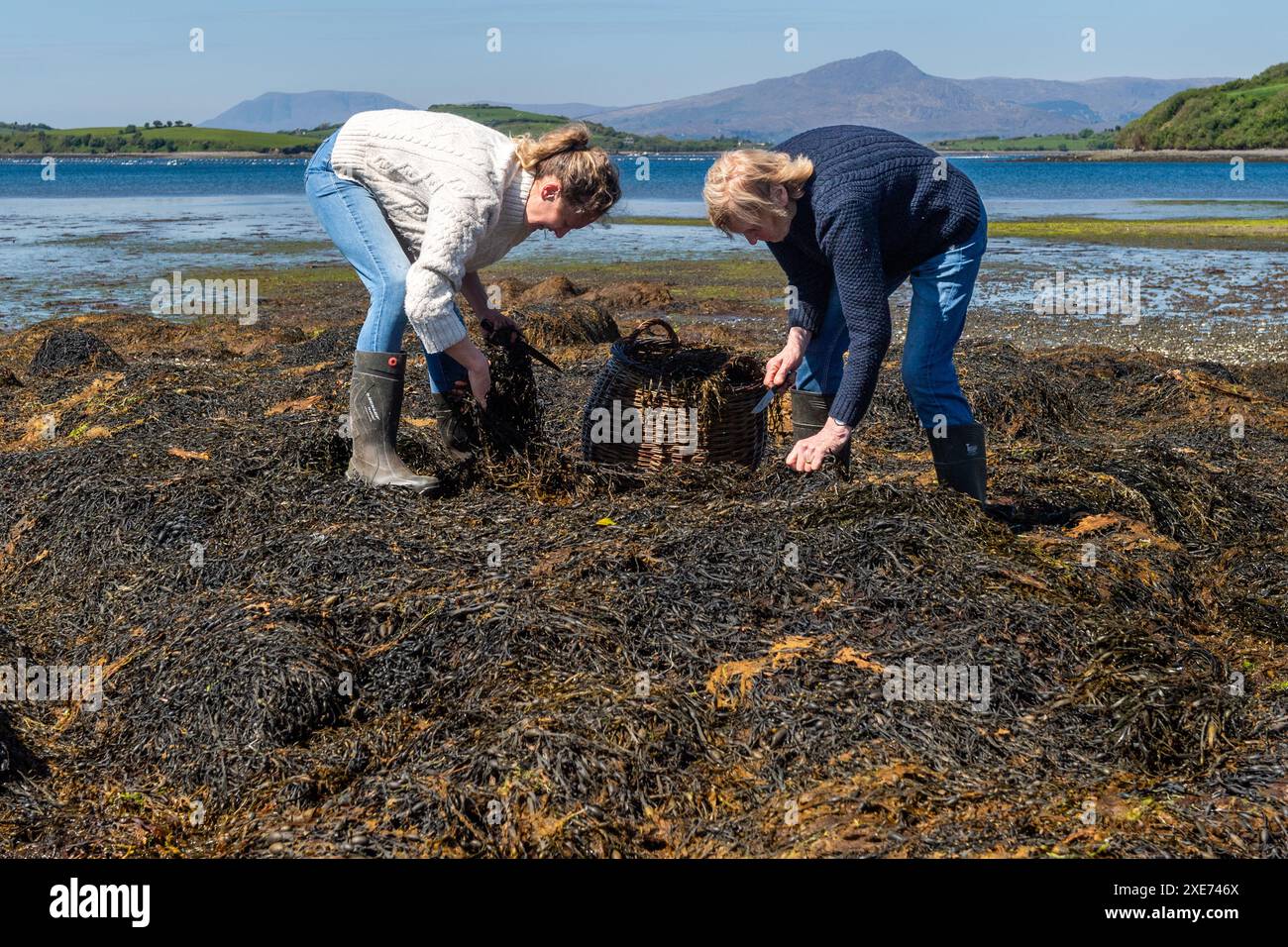 Due donne raccolgono alghe a Bantry, West Cork, Irlanda. Foto Stock