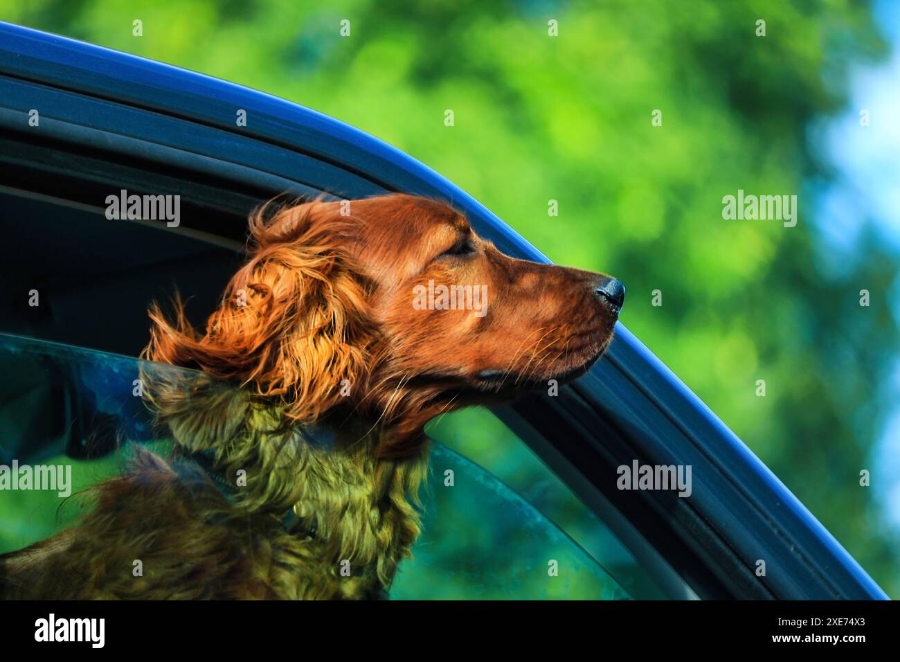 Il cane Brown, probabilmente un setter irlandese, esce dal finestrino dell'auto durante un viaggio in auto, godendosi la brezza estiva. Foto Stock
