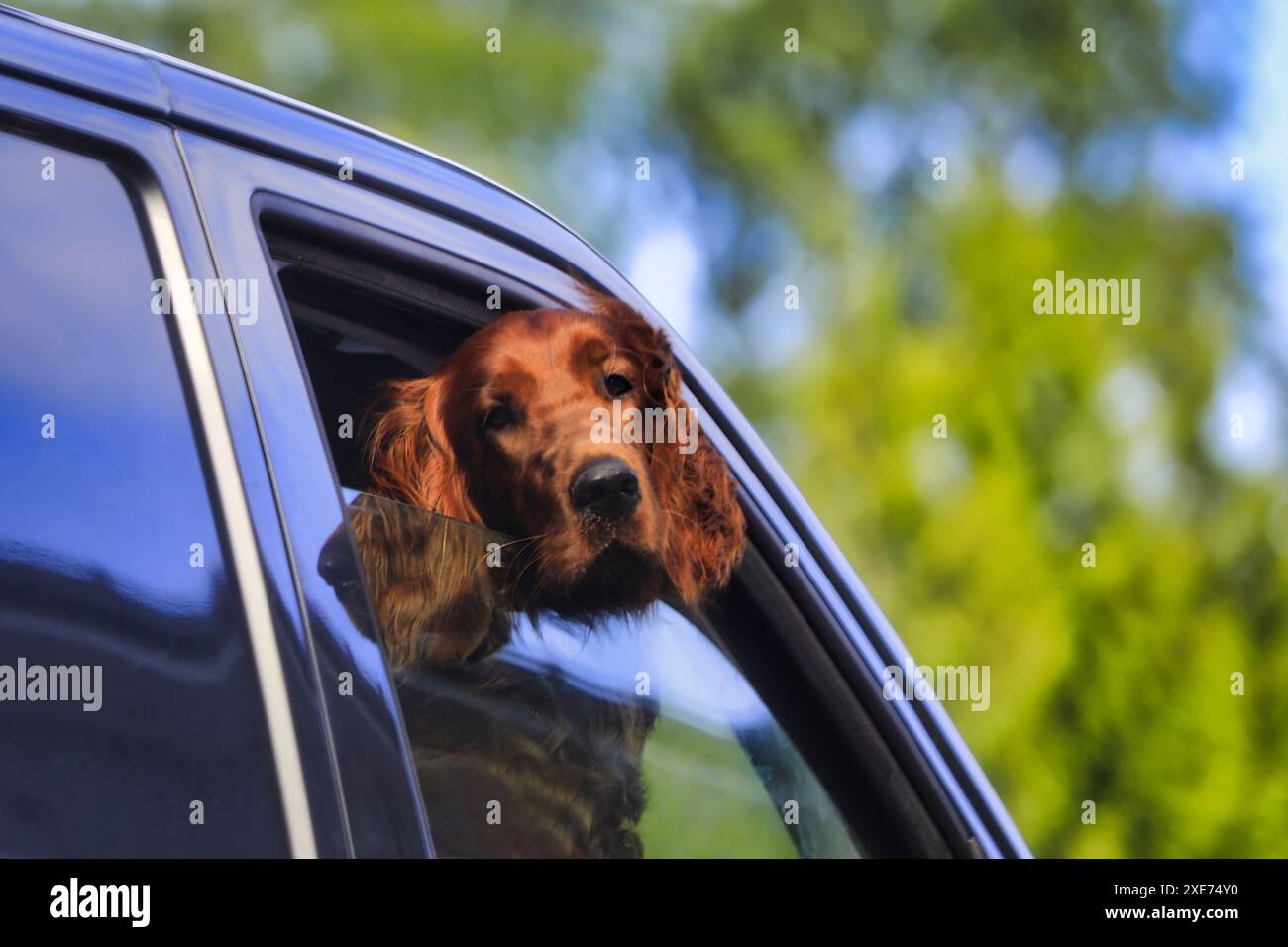 Il cane Brown, probabilmente un setter irlandese, esce dal finestrino dell'auto durante un viaggio in auto, godendosi la brezza estiva. Foto Stock