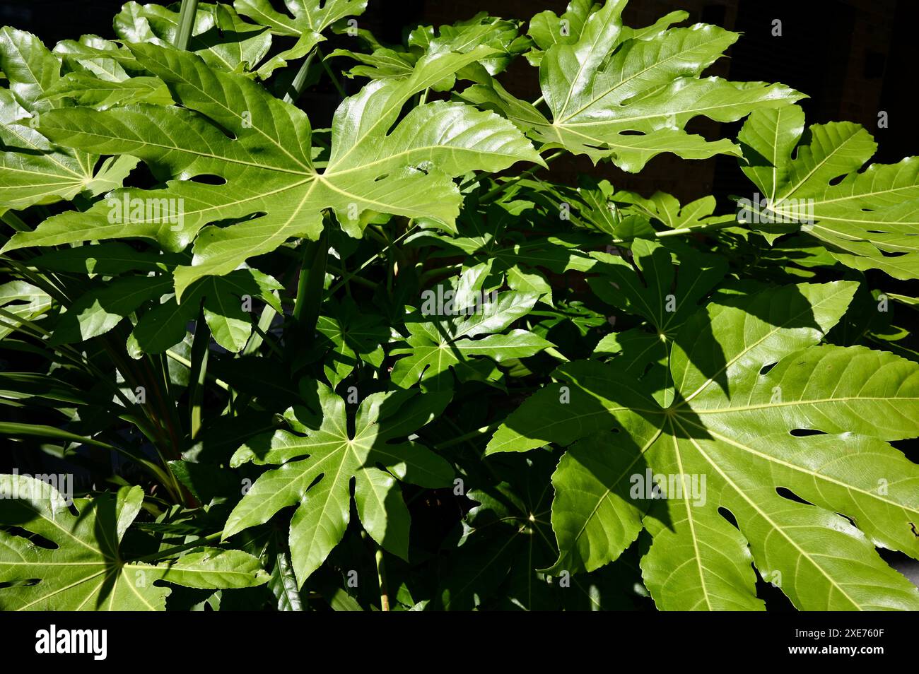 Fatsia Japonica, Aralia giapponese che diffonde l'arbusto in vaso Evergreen lucido. Foto Stock