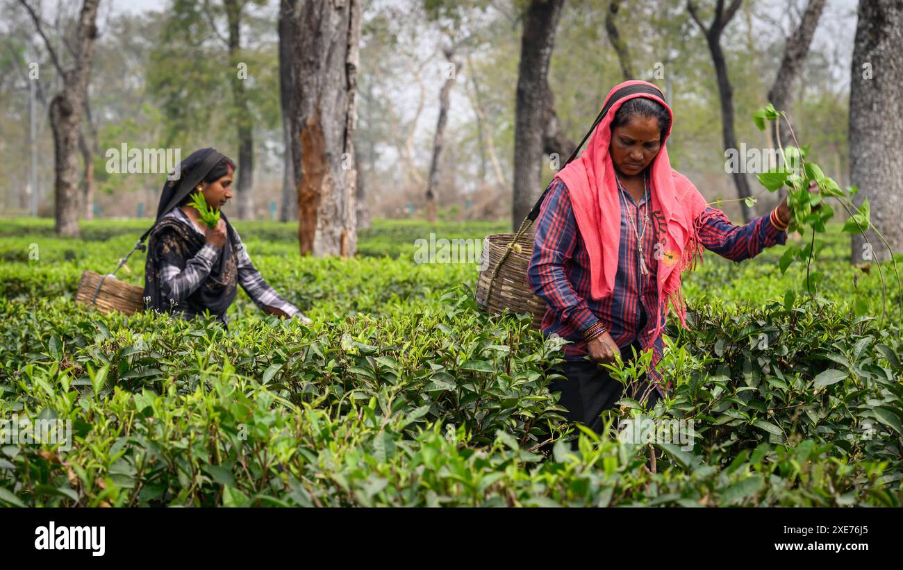 Tea Pickers, Guwahati, Assam, India, Asia Foto Stock