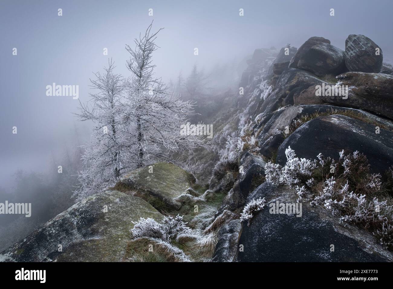 Alberi ghiacciati di Hoar e gelida nebbia nella formazione rocciosa di Roaches in Winter, The Roaches, vicino a Leek, Peak District National Park, Regno Unito Foto Stock