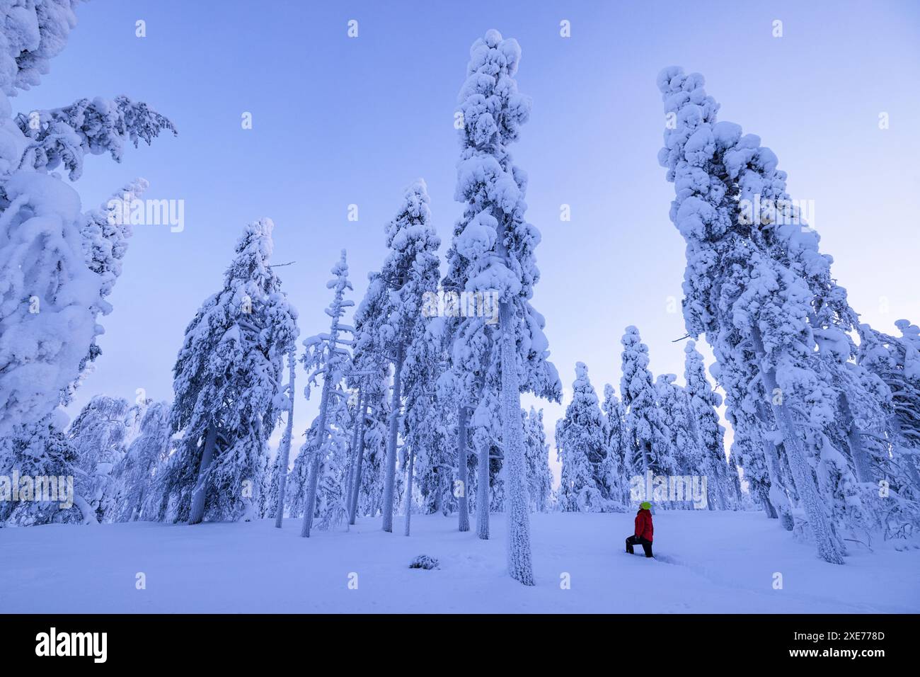 Una ragazza ammira la bellezza dei boschi innevati durante una fredda giornata invernale, Rovaniemi, Finlandia, Europa Foto Stock