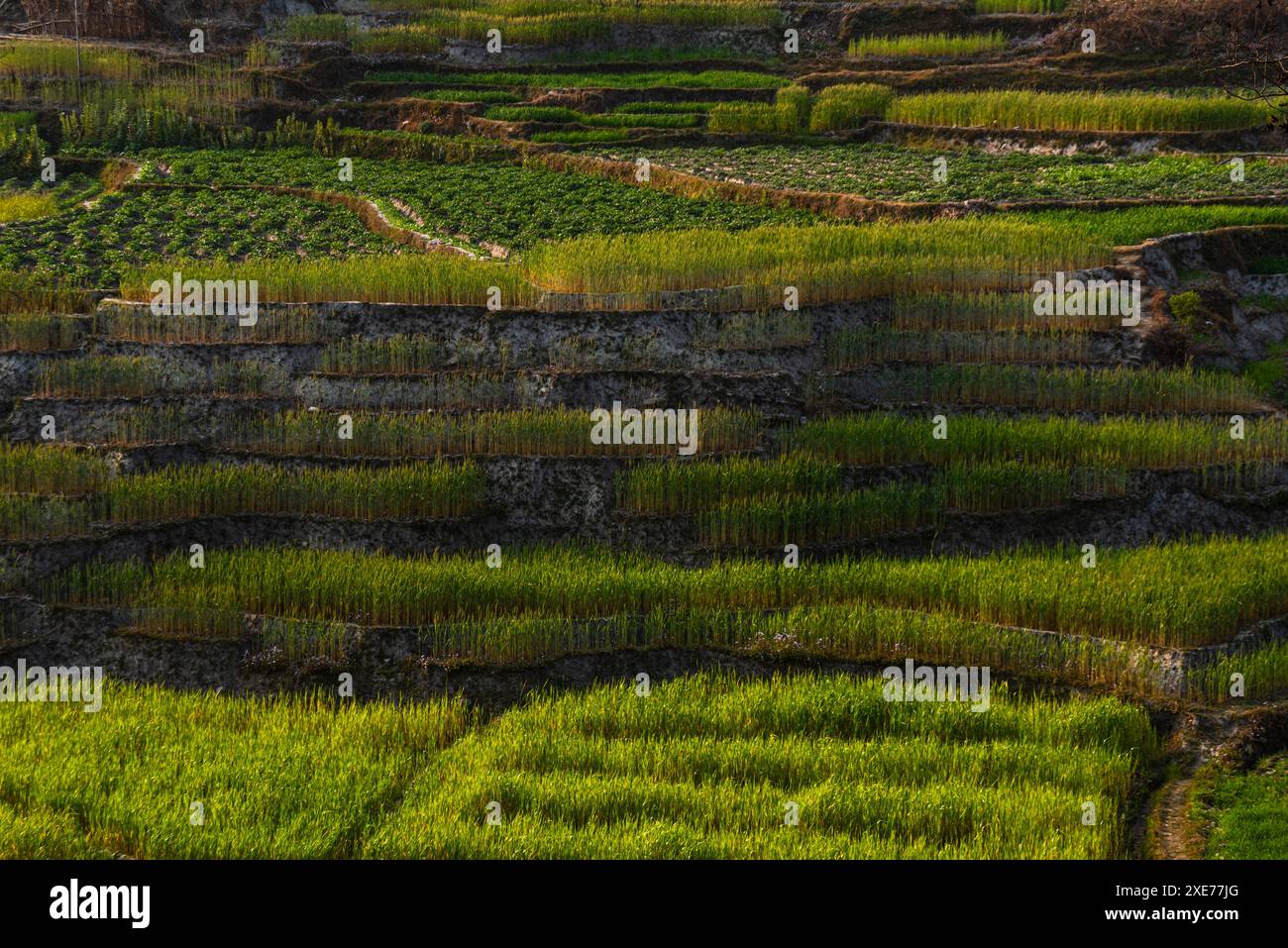 Tranquillo scenario di lussureggianti risaie verdi su terrazze, campagna rurale, Nepal, Asia Foto Stock