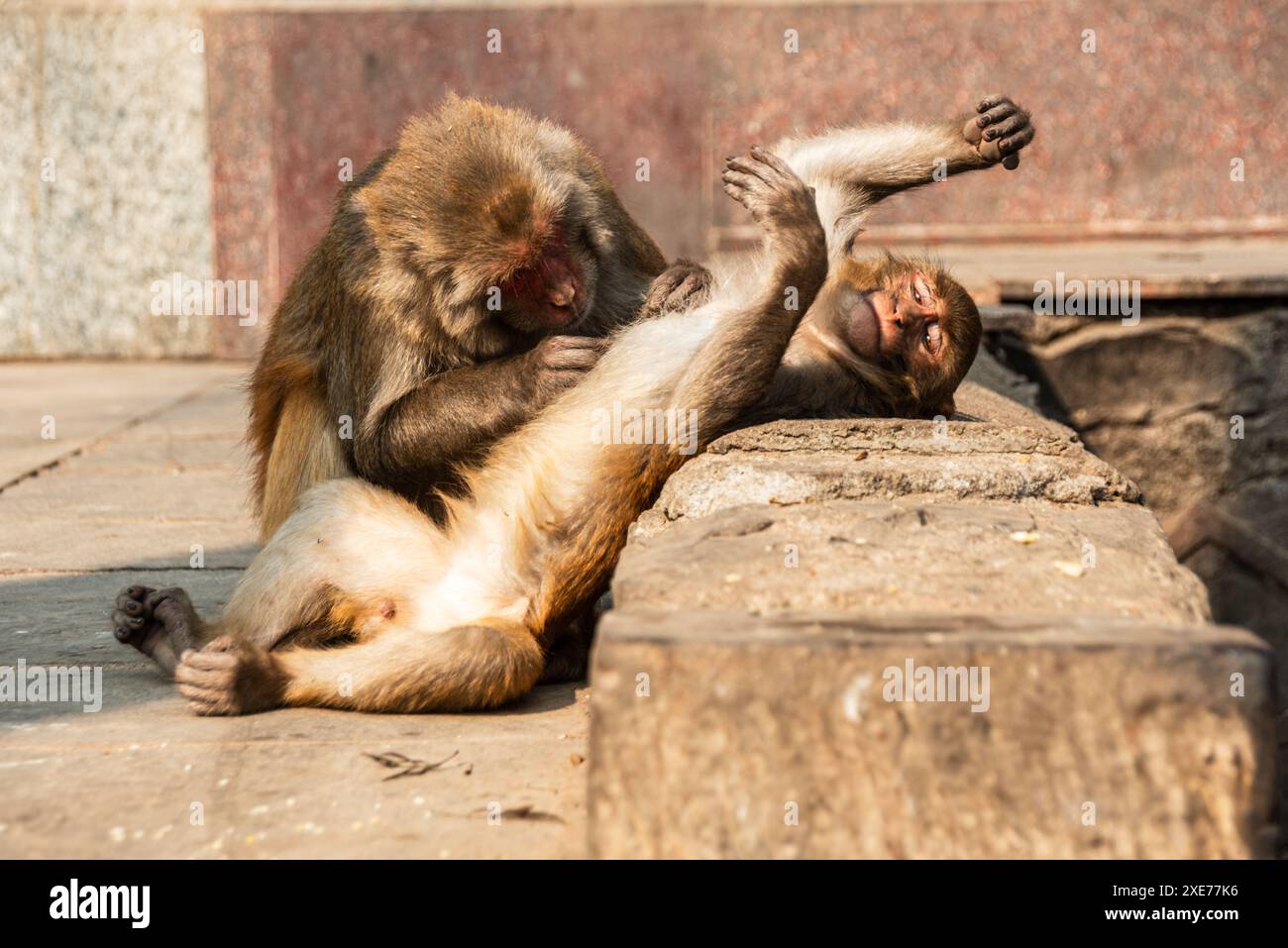 Le scimmie rhesus si rilassano a vicenda, Nepal, Asia Foto Stock