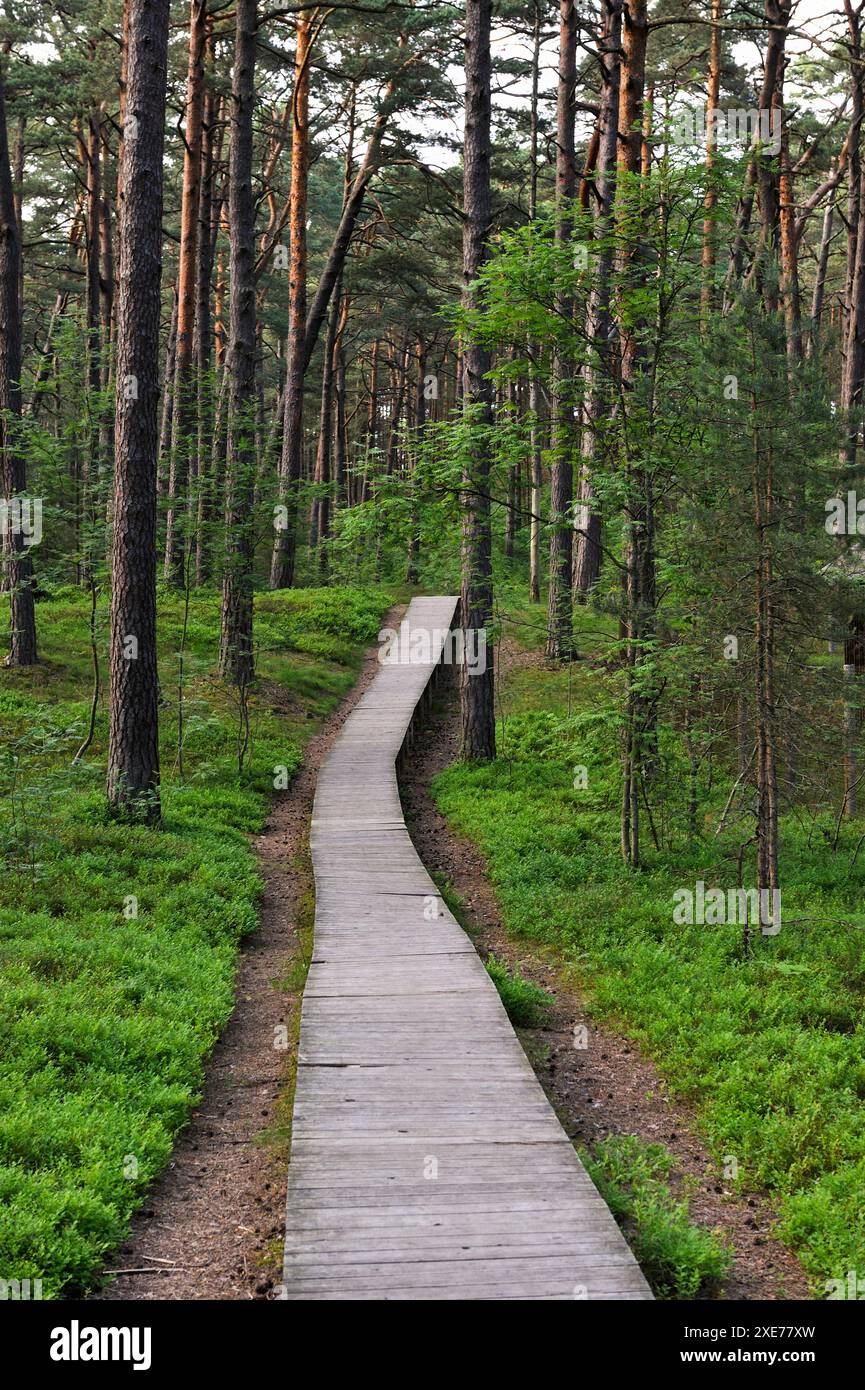 Percorso attraverso la pineta costiera nella riserva naturale di Ragakapa, nella zona di Lielupe, Jurmala, Golfo di riga, Lettonia, regione baltica, Europa Foto Stock