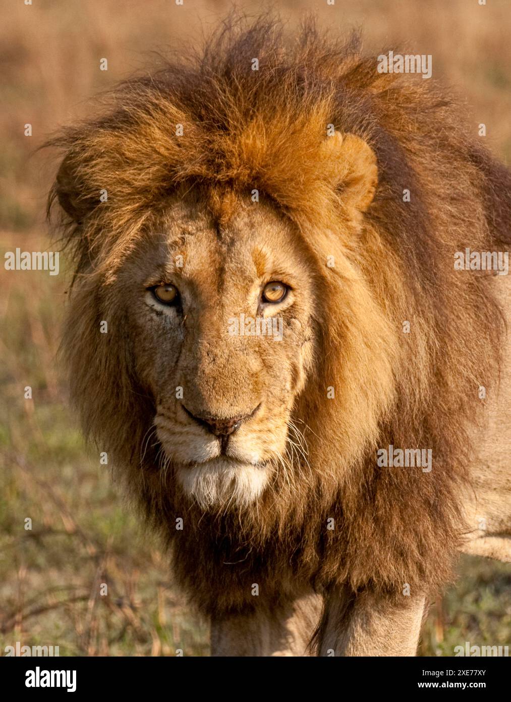 Un giovane leone maschio (Panthera leo), la sua criniera si scurirà man mano che invecchierà, Zambia, Africa Foto Stock