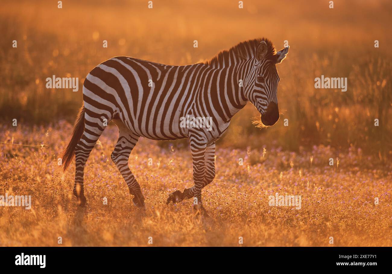 Zebra di Burchell (Equus quagga burchellii) alla luce del tardo pomeriggio sulla pianura di Liuwa, Zambia, Africa Foto Stock