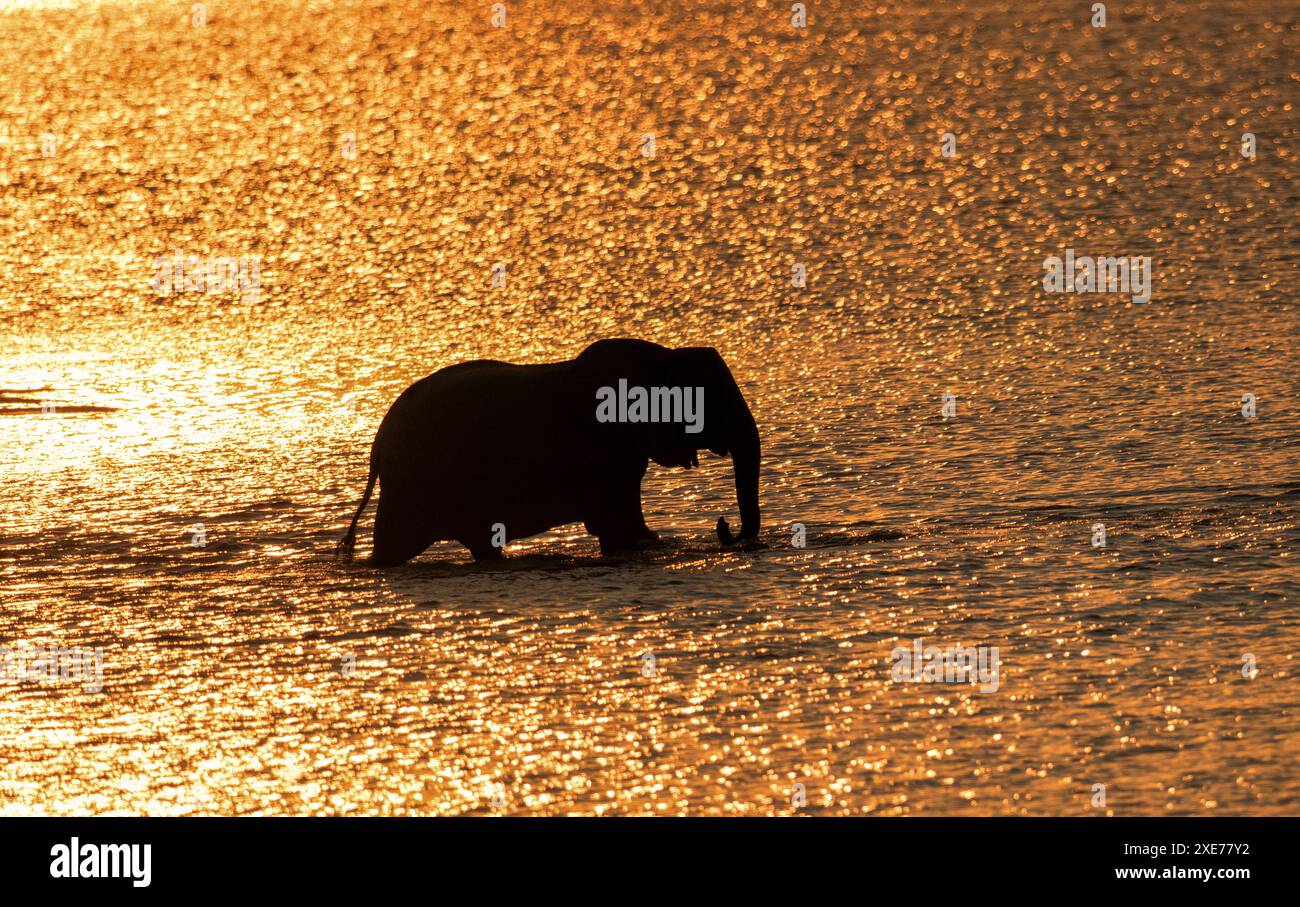 Elefante (Loxodonta africana) che attraversa il fiume Luangwa al tramonto, Zambia, Africa Foto Stock