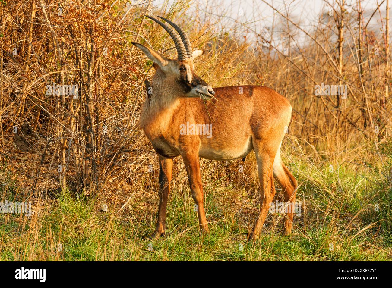 Il Rodano (Hippotragus equinus), tradotto in capra di cavallo, a differenza di altri antilopi spesso inginocchiarsi quando beve, Zambia, Africa Foto Stock