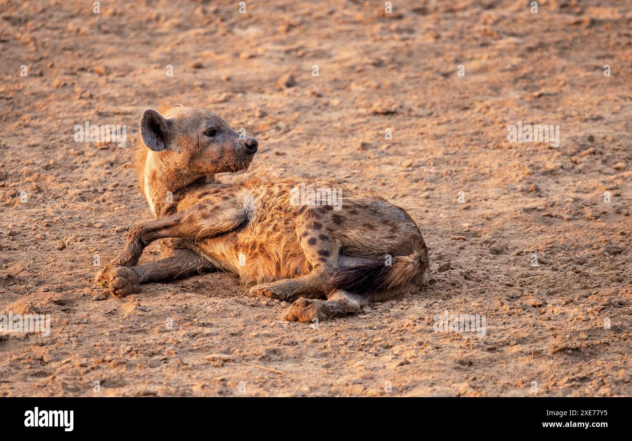 La Hyena maculata (Crocuta crocuta) con mascelle incredibilmente forti per rompere le ossa che possono digerire, Zambia, Africa Foto Stock