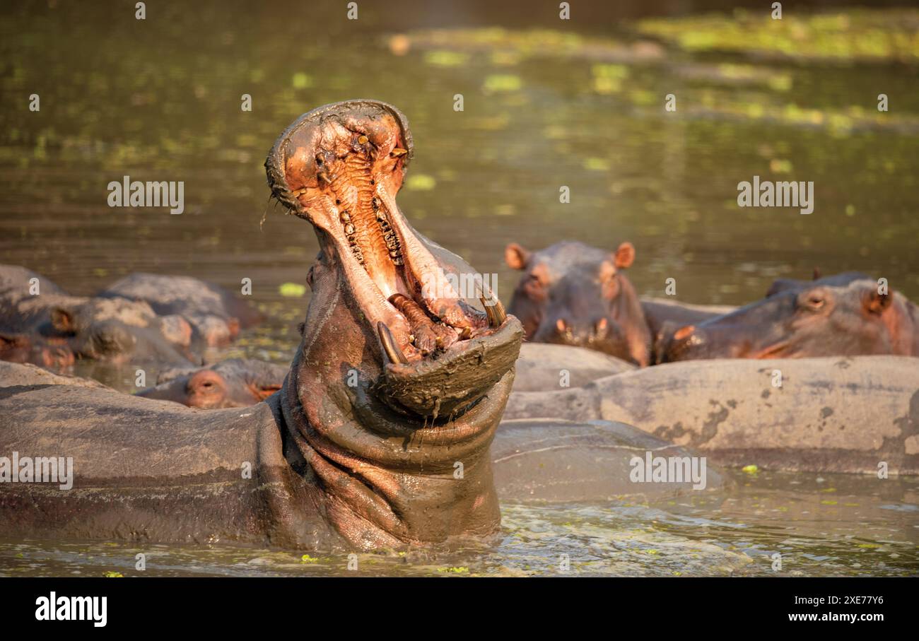 Hippopotamus amphibius (ippopotamo), mascella aperta usata come avvertimento dai maschi che proteggono le femmine, abbondante nel fiume Luangwa, Zambia, Africa Foto Stock
