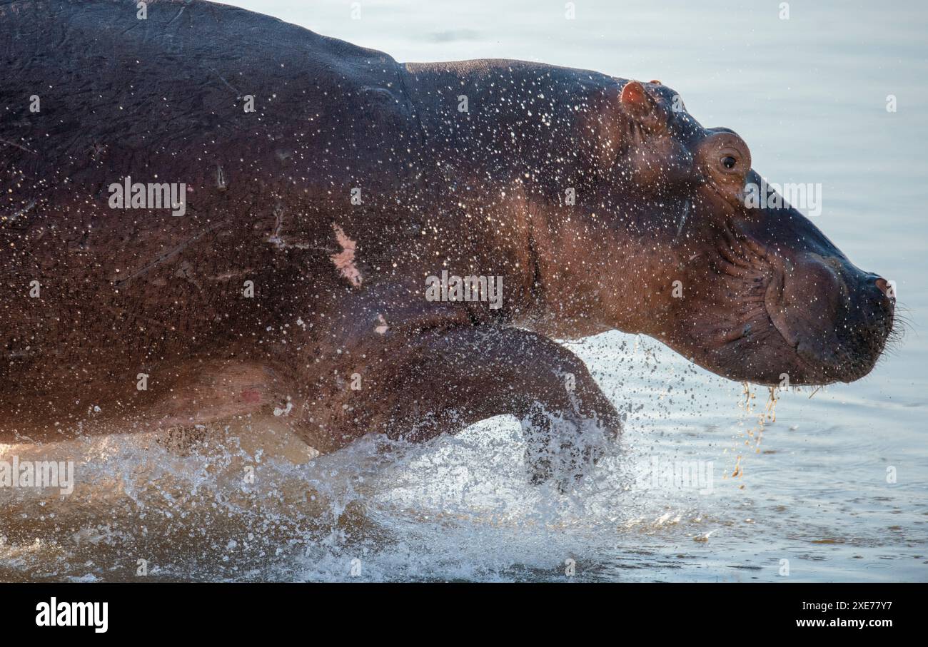 Hippopotamus amphibius (ippopotamo), abbondante nel fiume Luangwa, Zambia, Africa Foto Stock