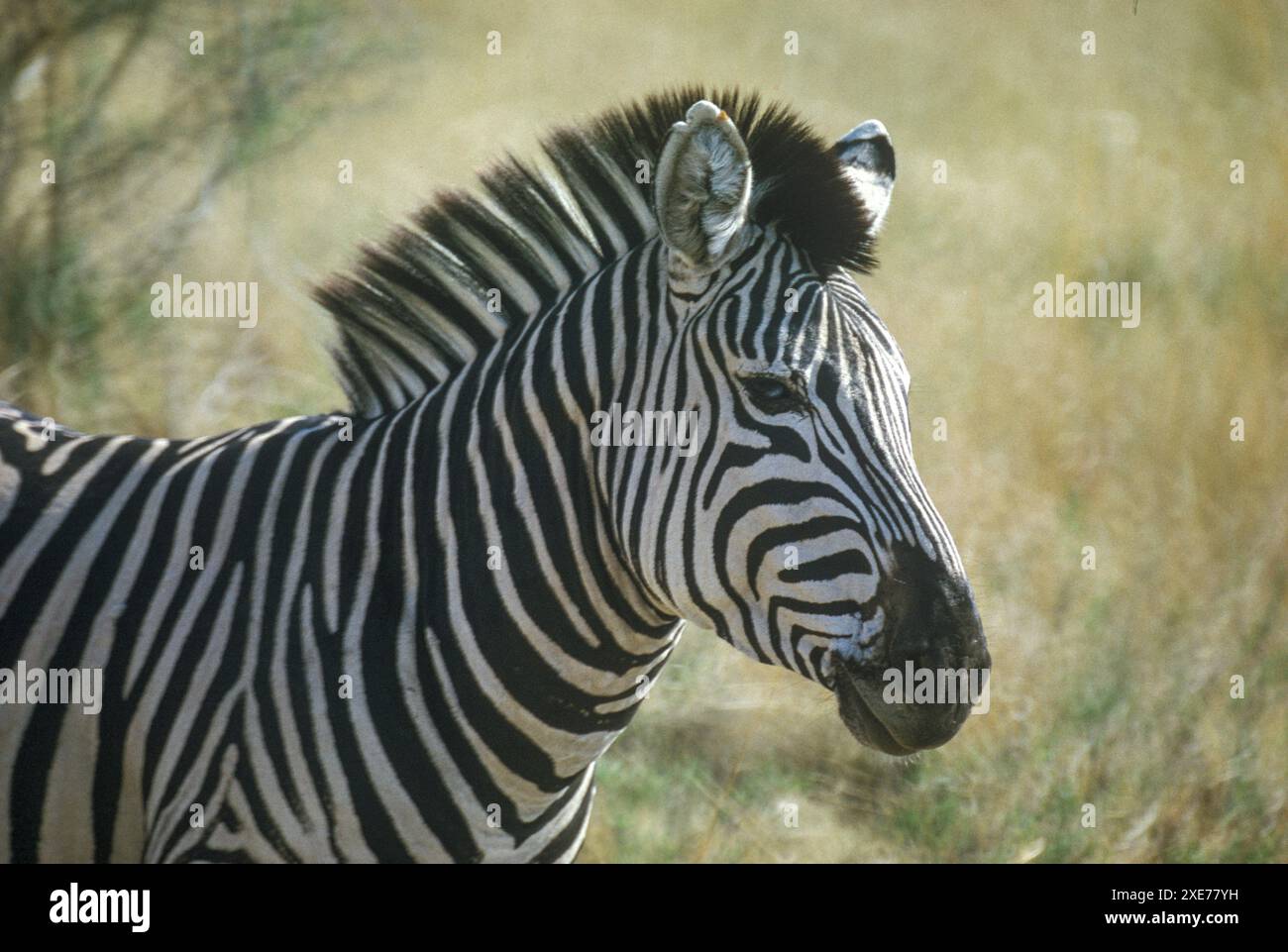 Zebra (Equus quagga crawshayi), spesso vista nel Parco Nazionale del Luangwa meridionale, Zambia, Africa Foto Stock