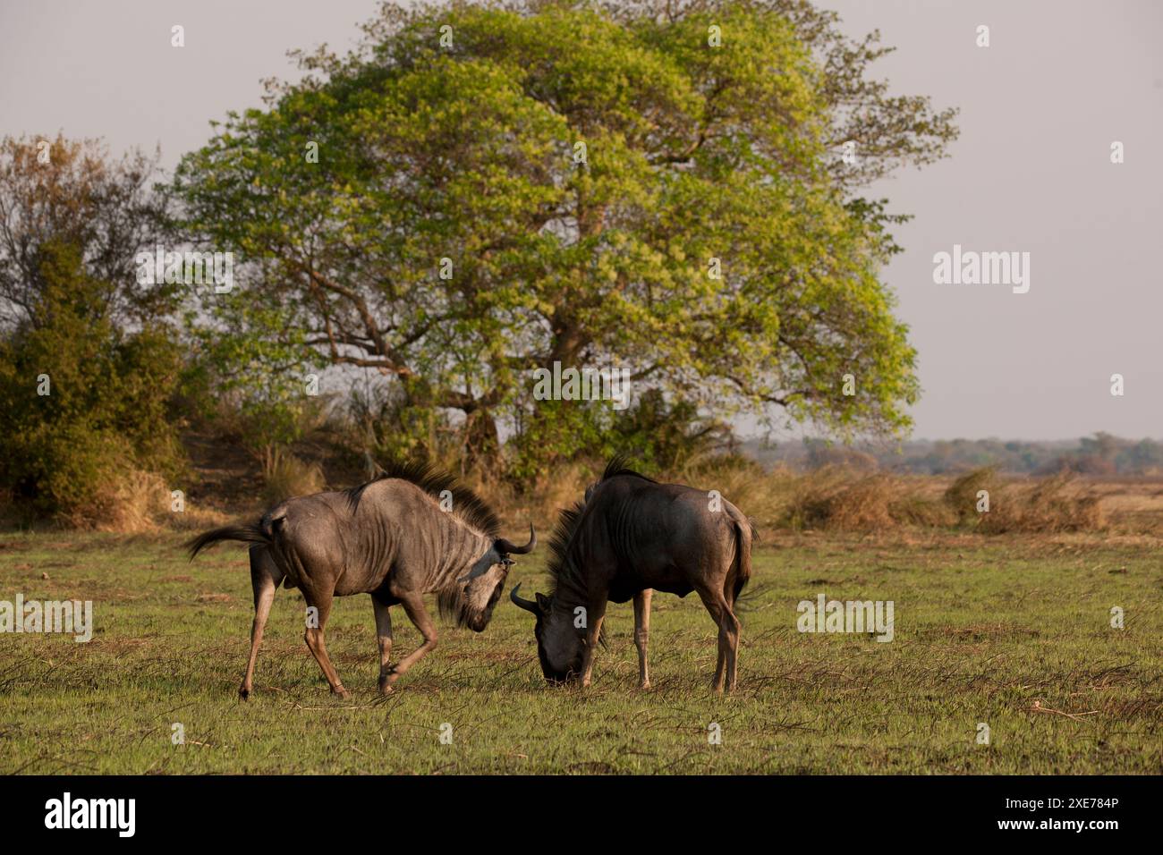 La GNU (Connochaetes taurinus), una grande antilope che si trova su gran parte del Parco Nazionale di Kafue, Zambia, Africa Foto Stock