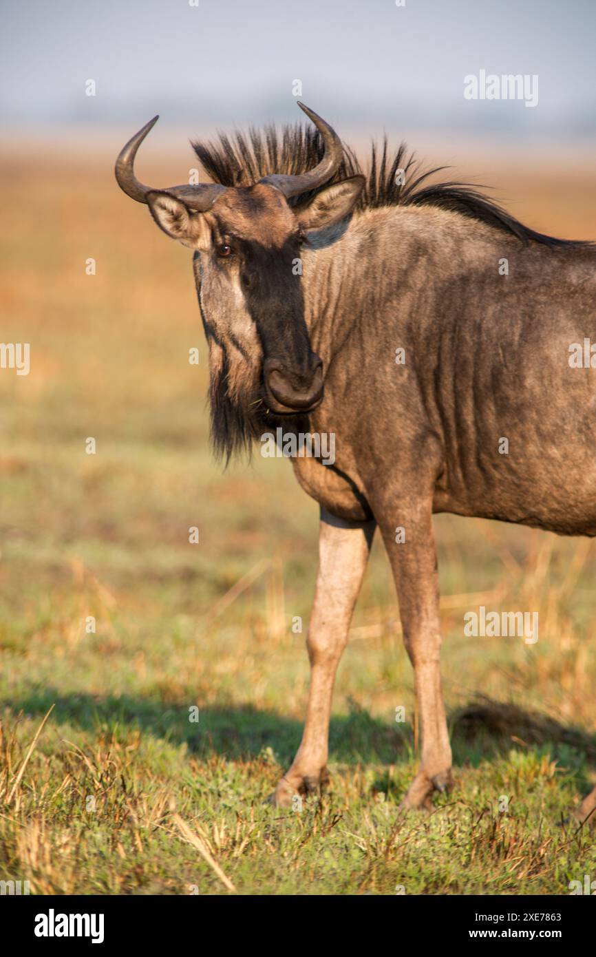 La GNU (Connochaetes taurinus), una grande antilope che si trova su gran parte del Parco Nazionale di Kafue, Zambia, Africa Foto Stock