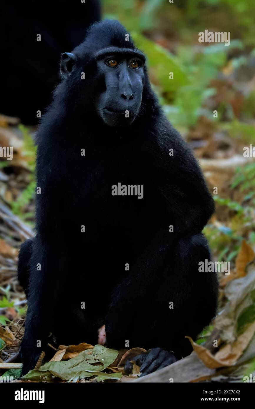 Macaco nero crestato (Macaca nigra) scimmia nativa simile a scimmia con occhi, viso e capelli sorprendenti, Tangkoko Reserve, Minahasa, N Sulawesi Foto Stock