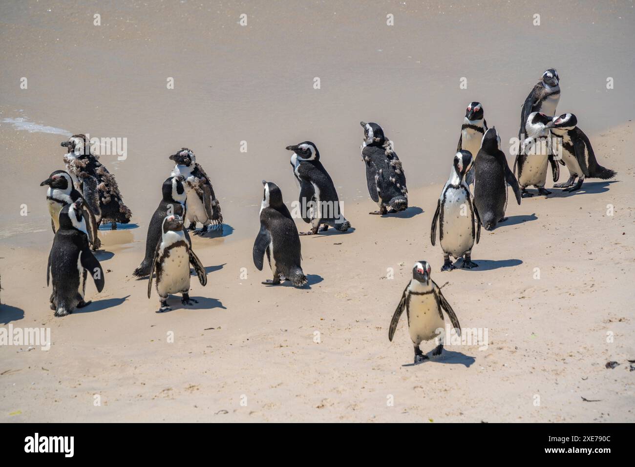 Vista dei pinguini africani su Boulders Beach, Seaforth, Table Mountain National Park, città del Capo, Capo Occidentale, Sud Africa, Africa Foto Stock