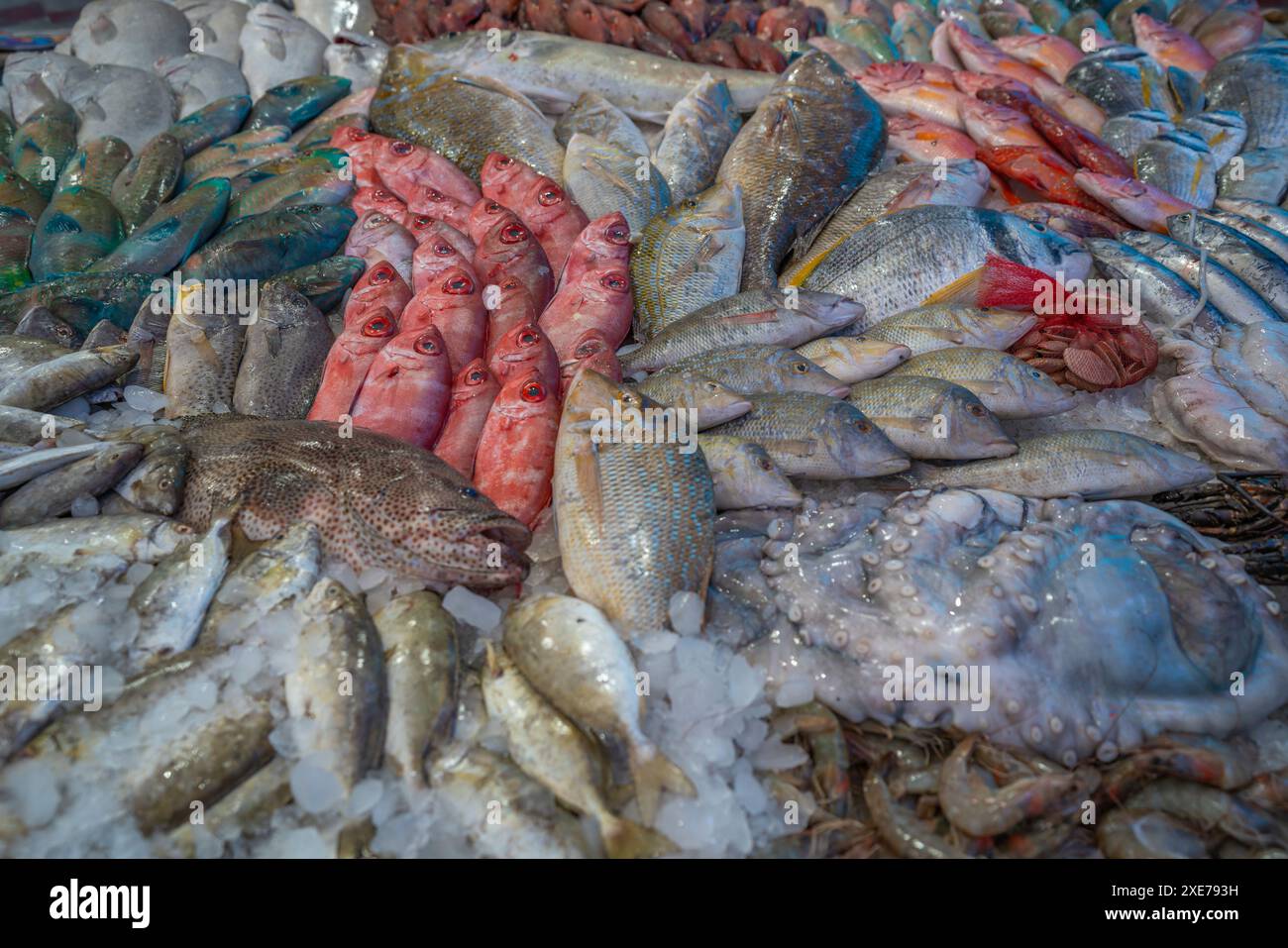 Vista della stalla di pesci nel mercato del pesce di Hurghada, Hurghada, Governatorato del Mar Rosso, Egitto, Nord Africa, Africa Foto Stock