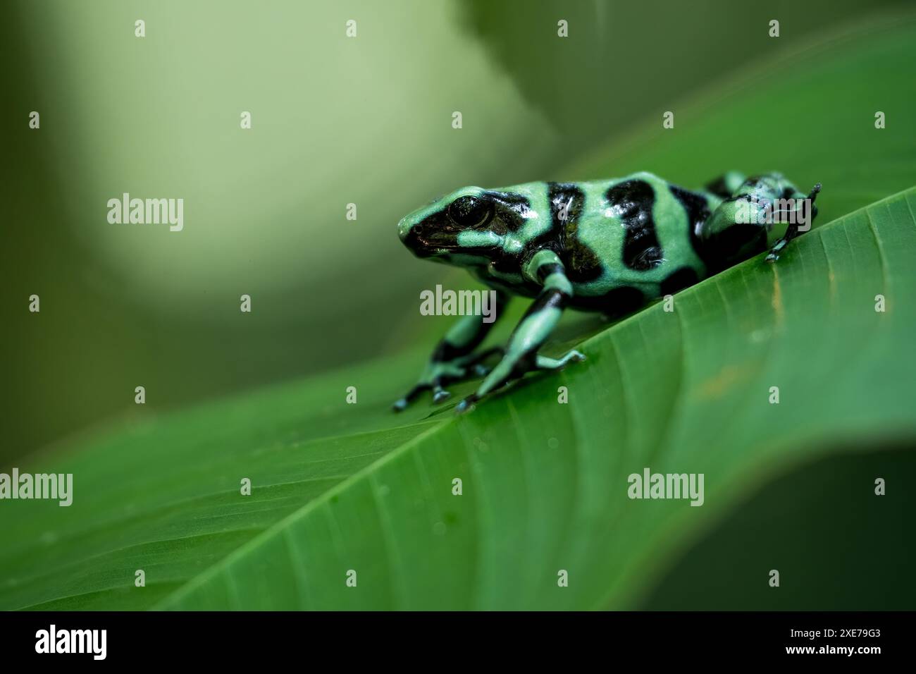 Rana veleno verde e nero (Dendrobates auratus), Sarapiqui, Costa Rica, America centrale Foto Stock