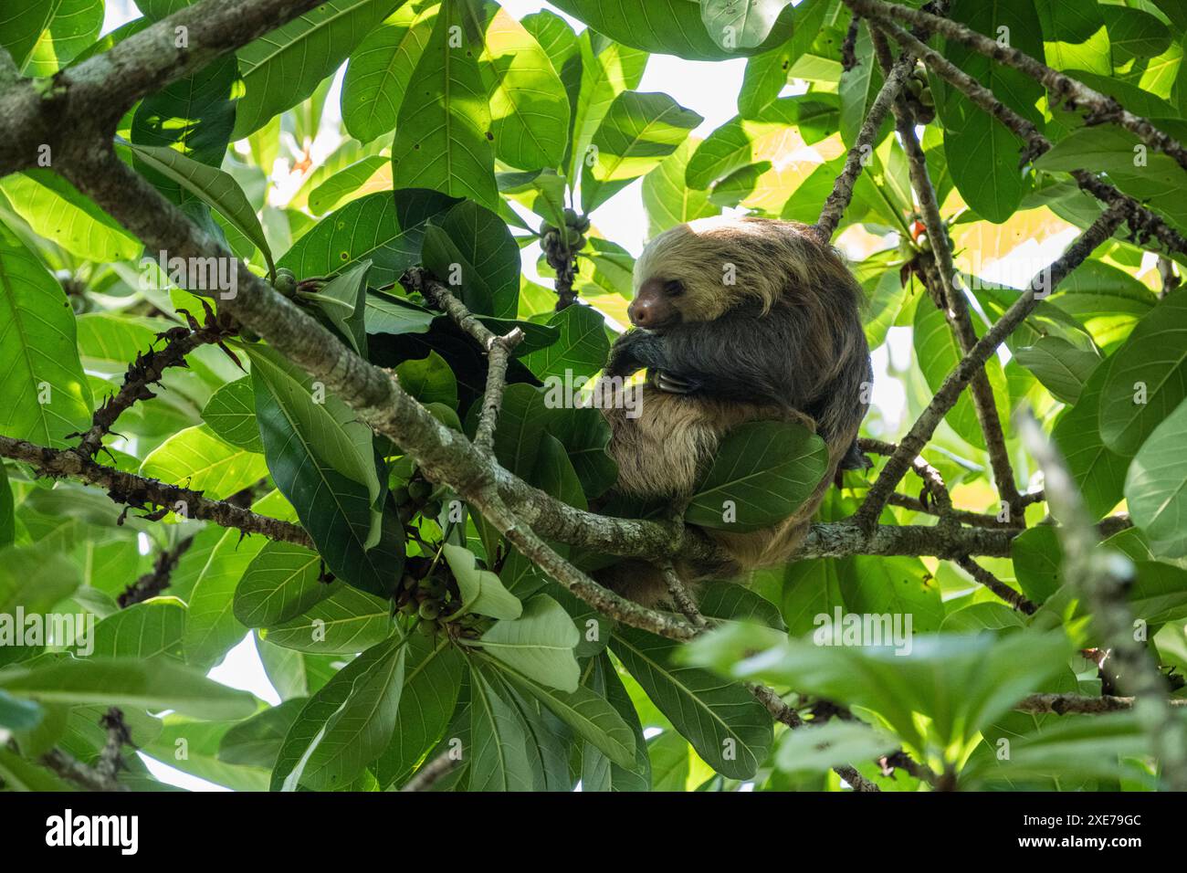 Bradipo nell'albero, Sarapiqu, Costa Rica, America centrale Foto Stock