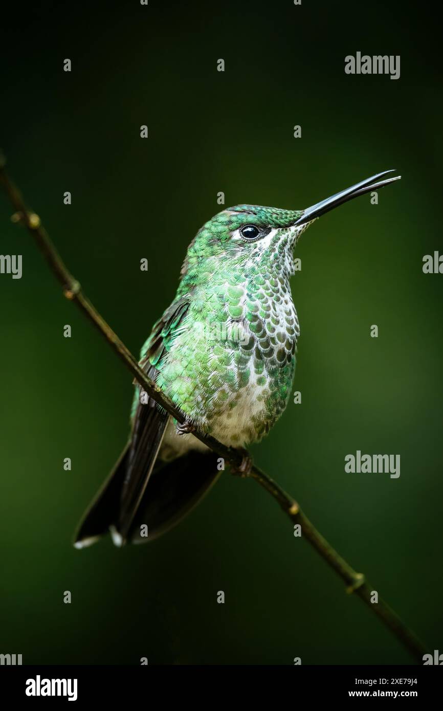 Un brillante Hummingbird coronato di verde, foresta pluviale di Lowland, SarapiquA, Costa Rica, America centrale Foto Stock