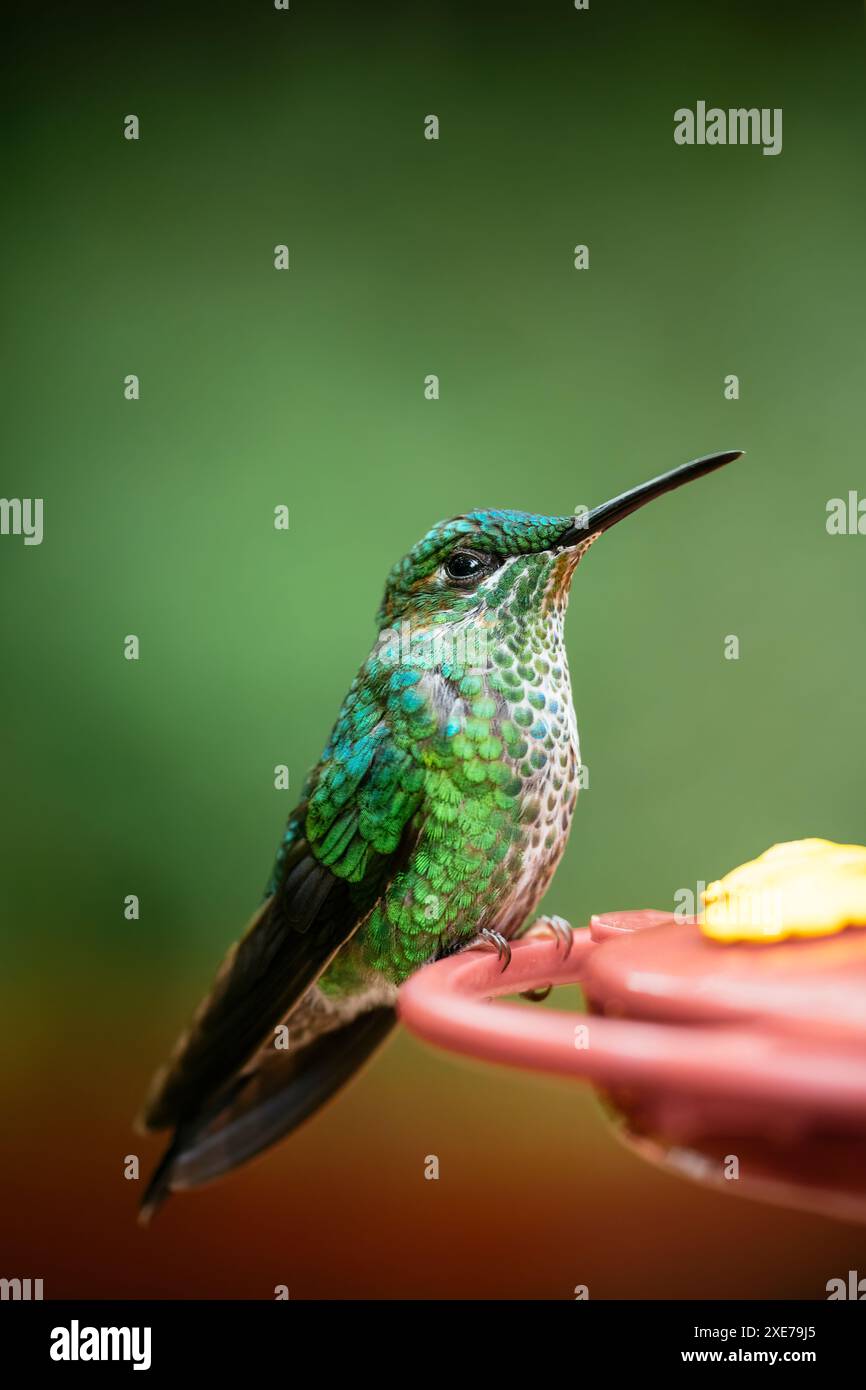 Un brillante Hummingbird coronato di verde, foresta pluviale di Lowland, SarapiquA, Costa Rica, America centrale Foto Stock
