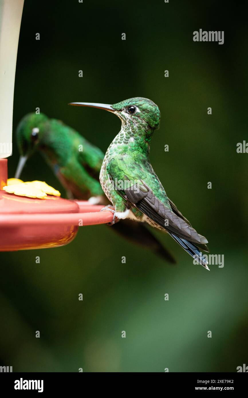 Un brillante Hummingbird coronato di verde, foresta pluviale di Lowland, SarapiquA, Costa Rica, America centrale Foto Stock
