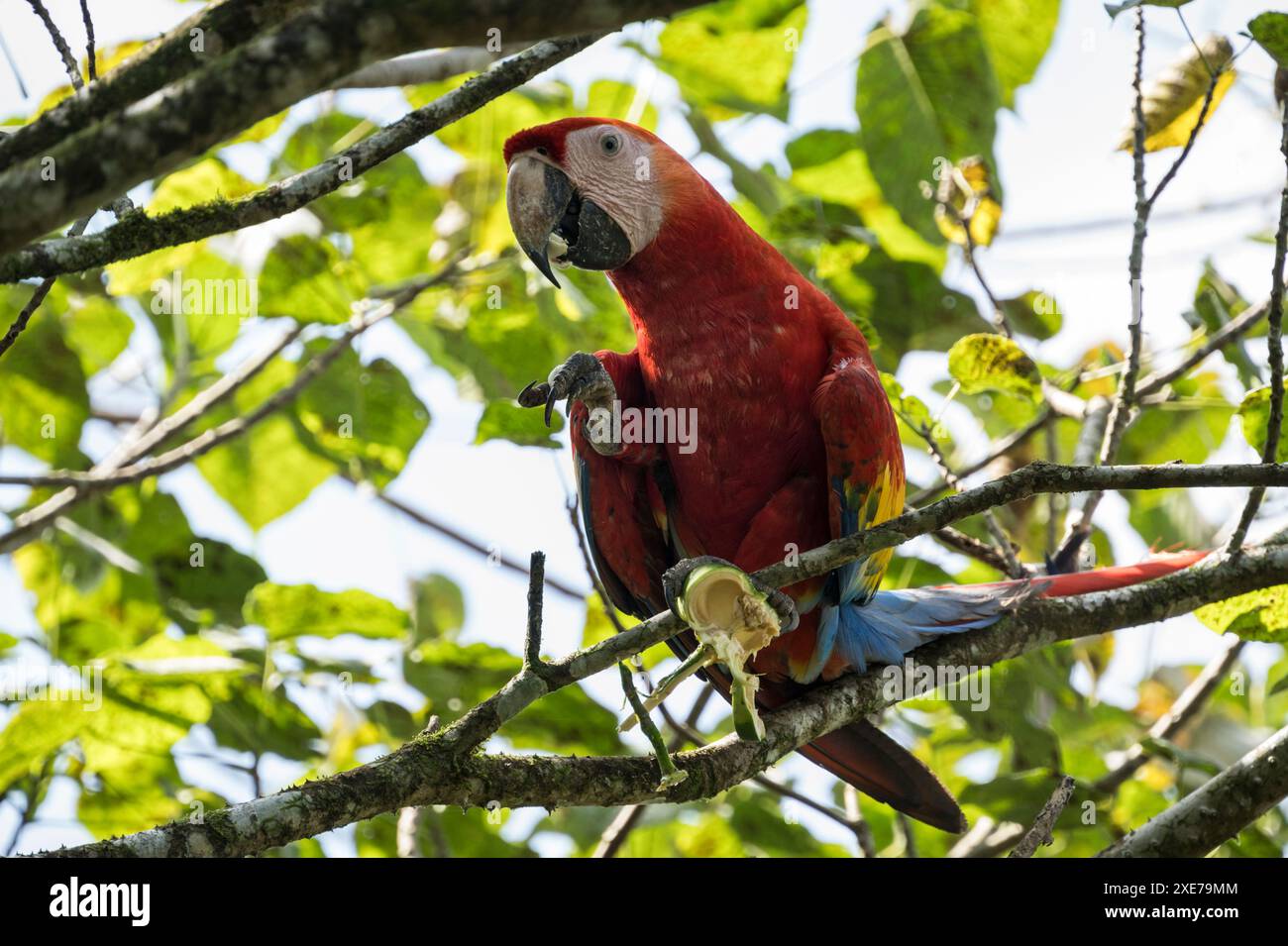 Scarlet Macaw (Ara macao), SarapiquA, Costa Rica, America centrale Foto Stock